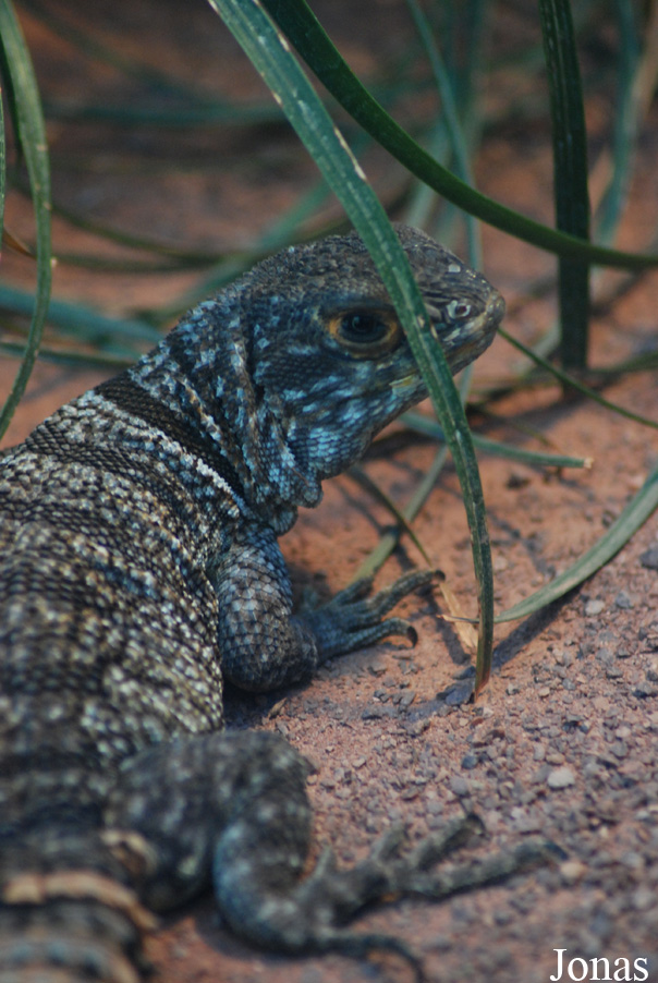 Oplurus cuvieri