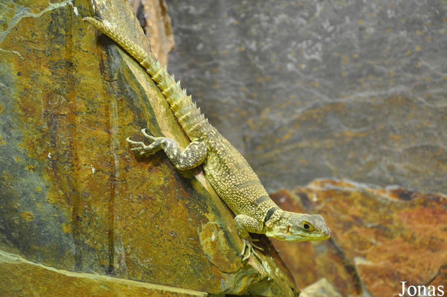 Oplurus cuvieri
