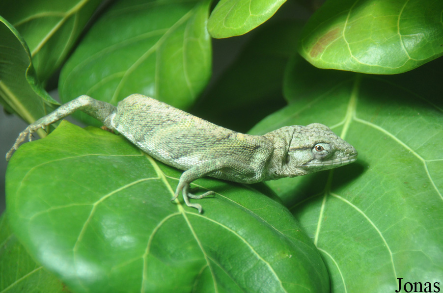 Polychrus marmoratus