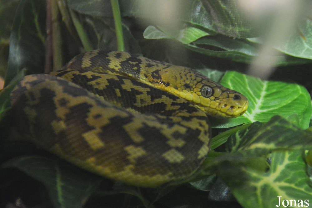 Broghammerus timoriensis