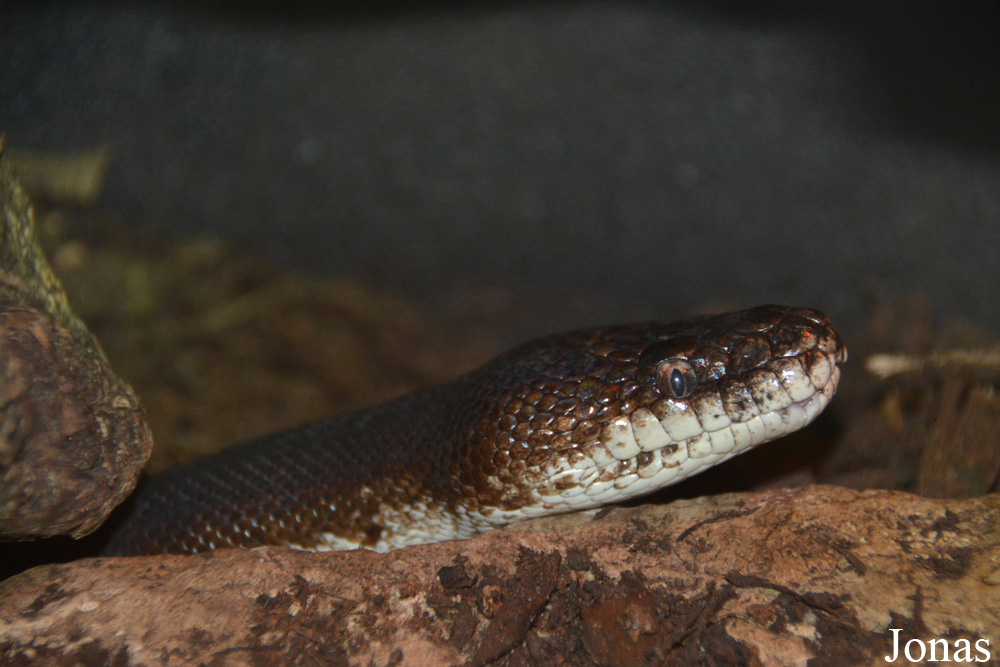 Liasis mackloti savuensis