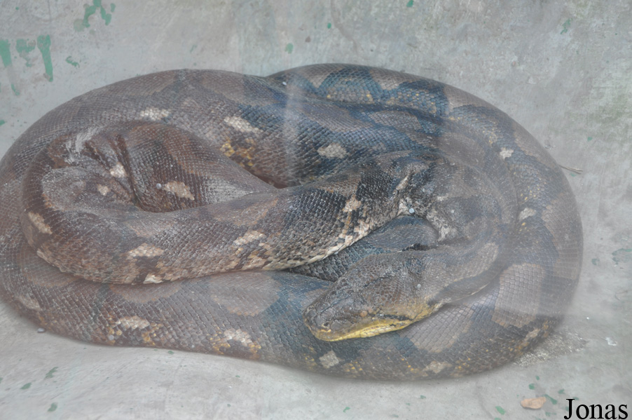 Malayopython reticulatus