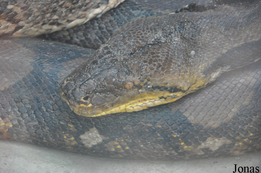 Malayopython reticulatus