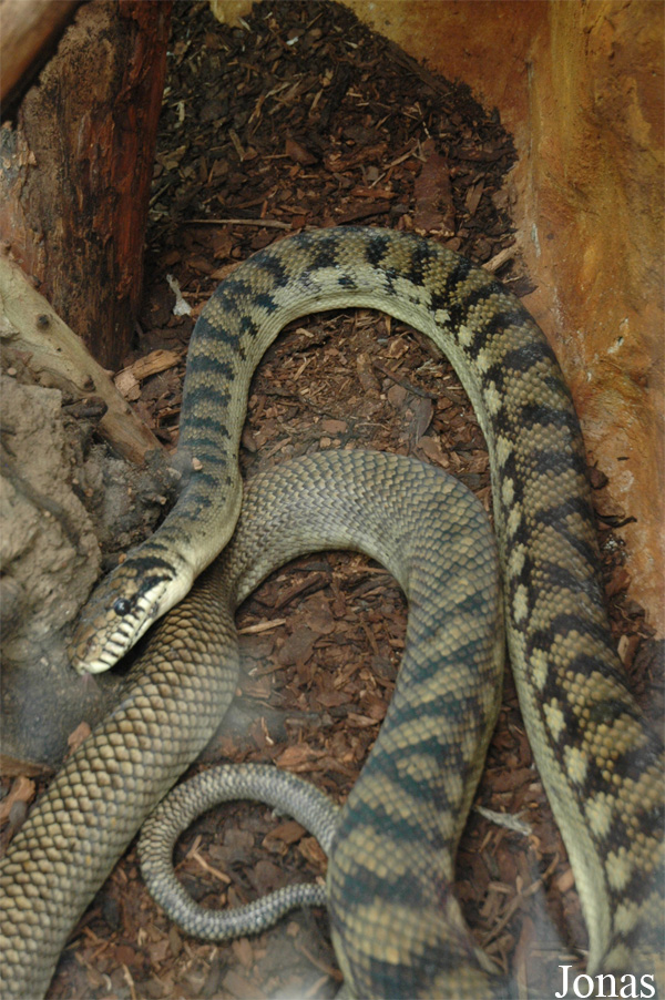Morelia amethistina