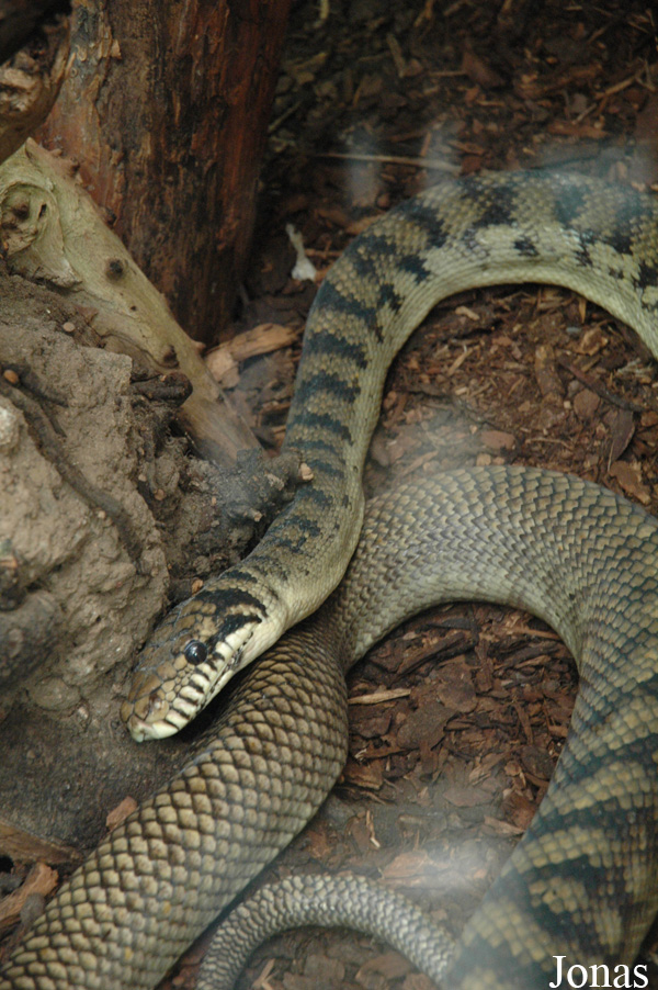 Morelia amethistina