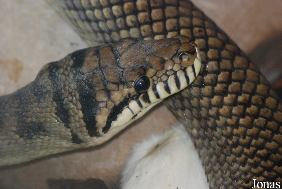 Morelia amethistina