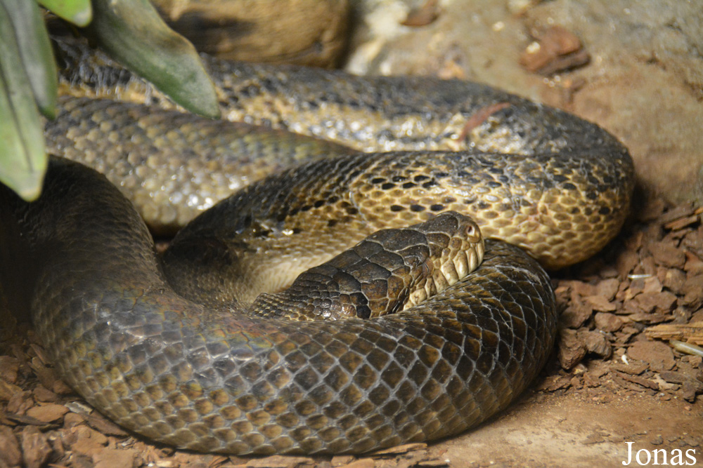 Morelia amethistina kinghorni
