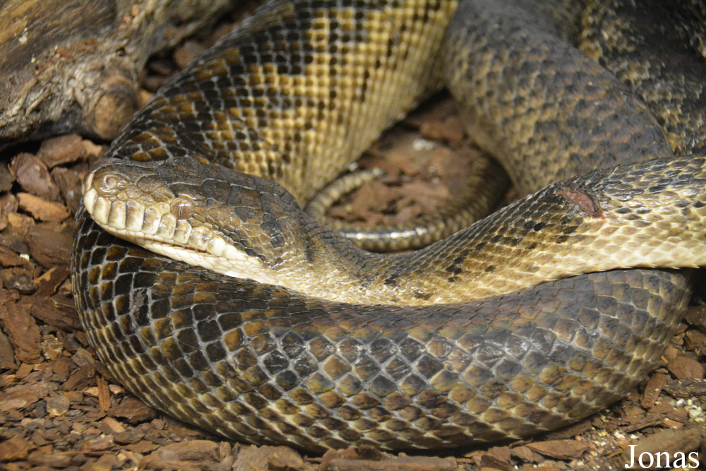 Morelia amethistina kinghorni