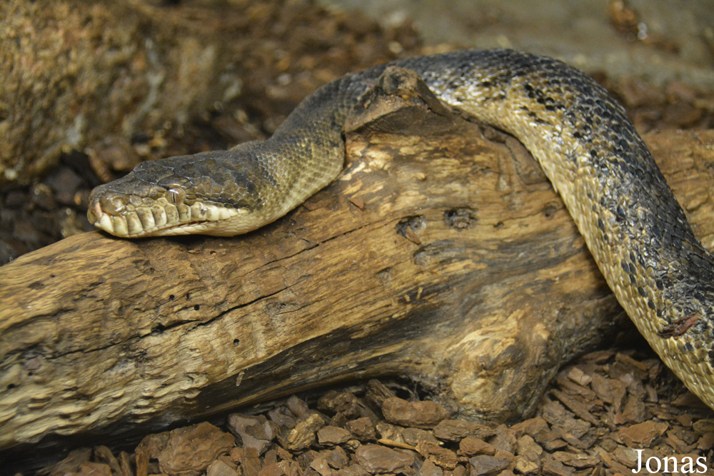 Morelia amethistina kinghorni