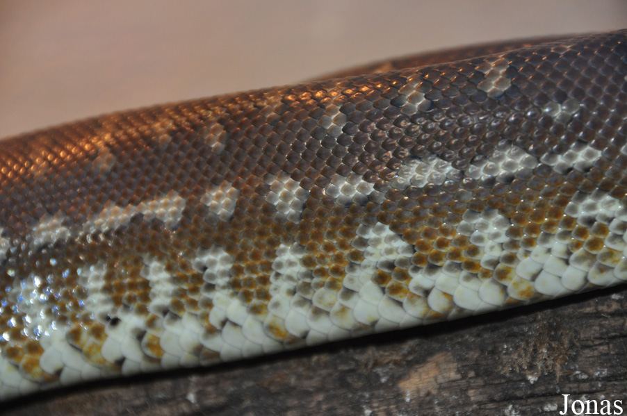 Morelia bredli