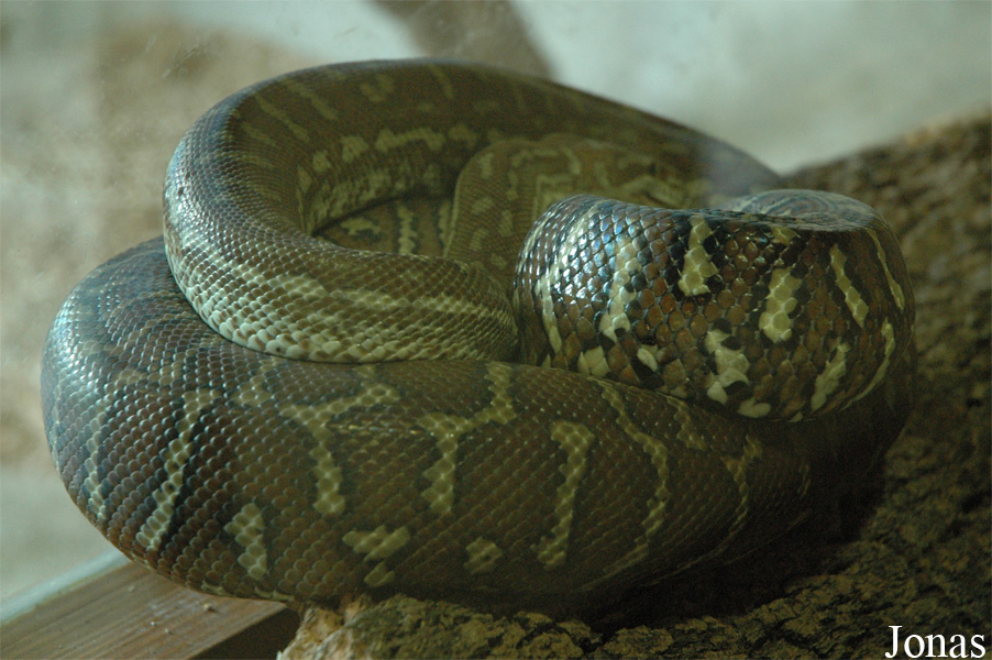 Morelia bredli