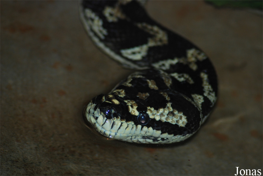 Morelia spilota