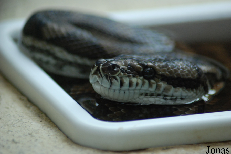 Morelia spilota