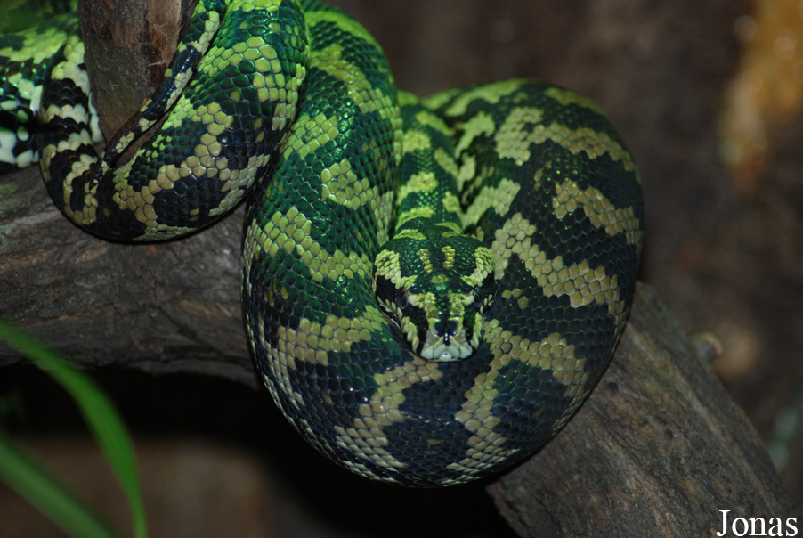 Morelia spilota variegata