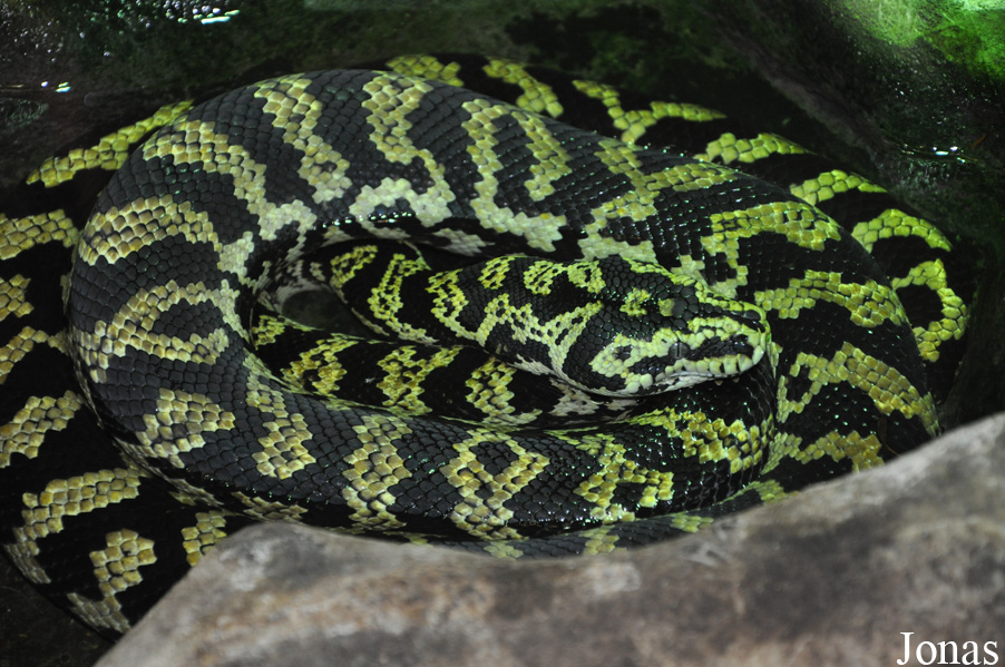Morelia spilota variegata