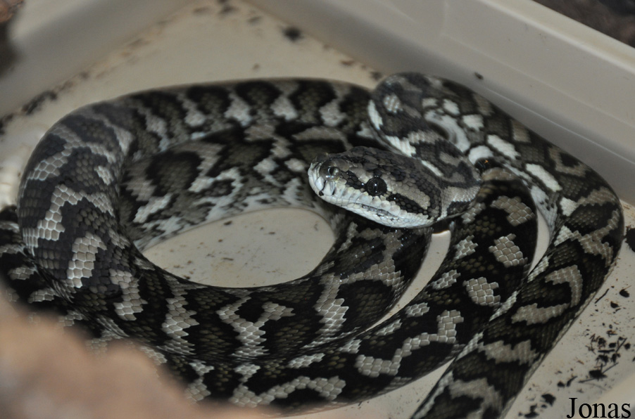 Morelia spilota variegata