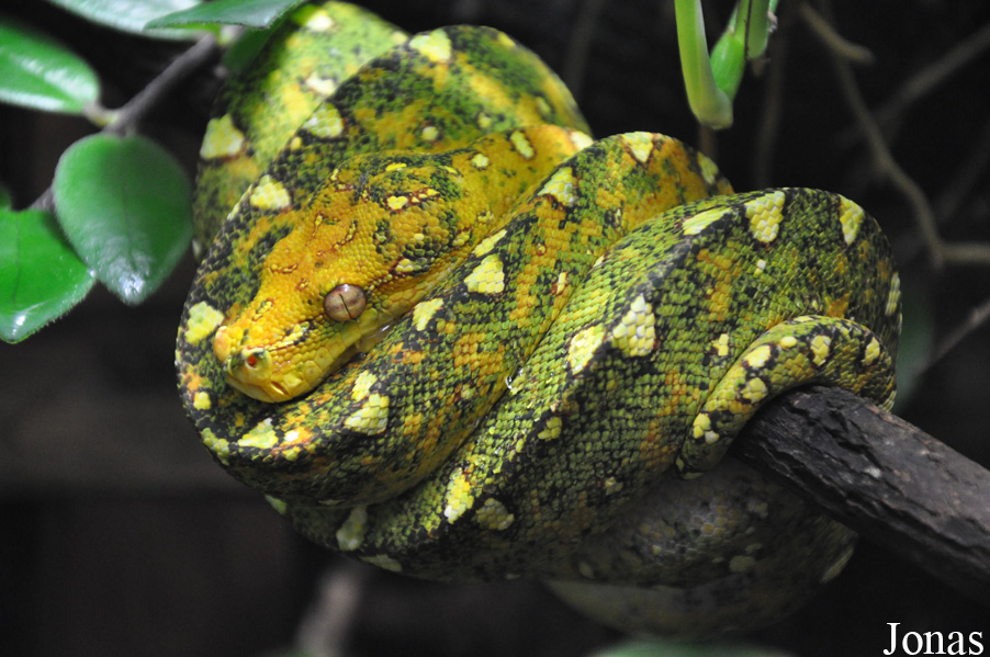 Morelia viridis