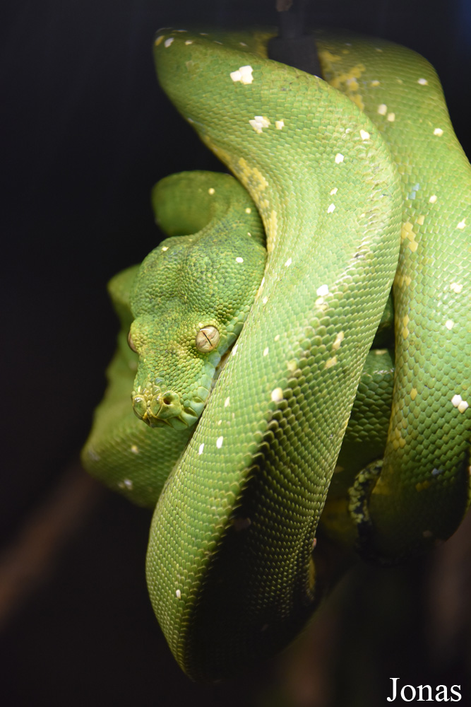 Morelia viridis