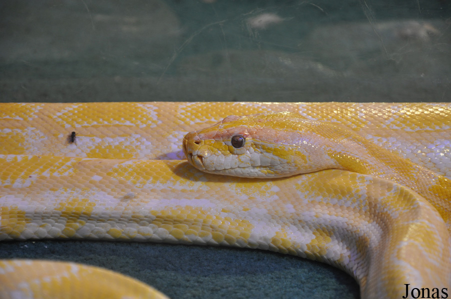 Python molurus