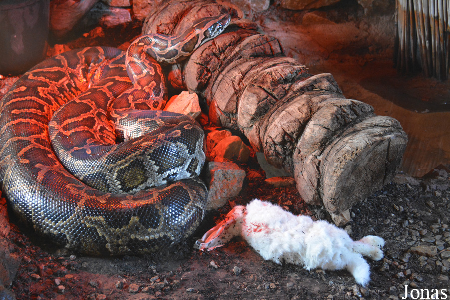 Python molurus