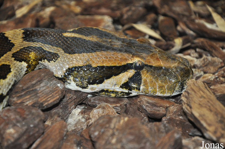 Python molurus molurus