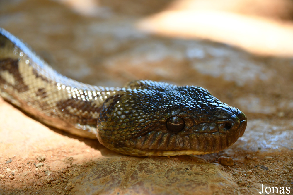 Biby Havantsika