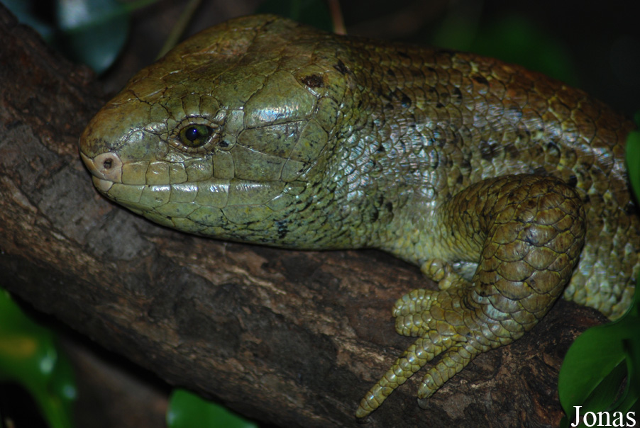 Corucia zebrata