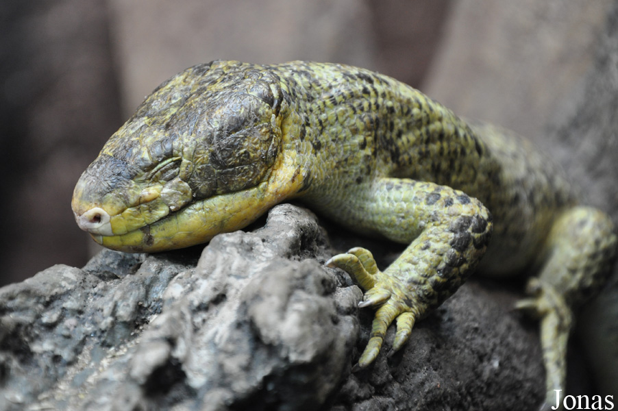 Corucia zebrata