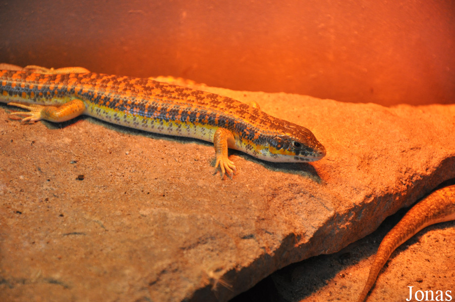 Eumeces schneideri