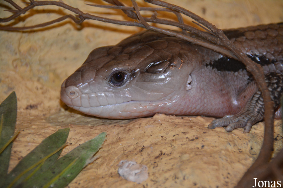 Tiliqua gigas keiensis