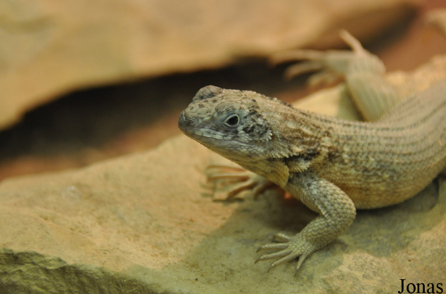 Leiocephalus carinatus