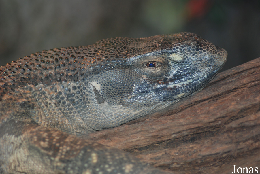 Varanus albigularis