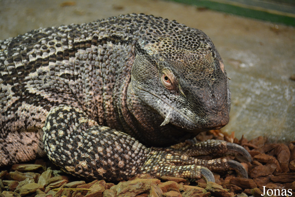 Varanus albigularis