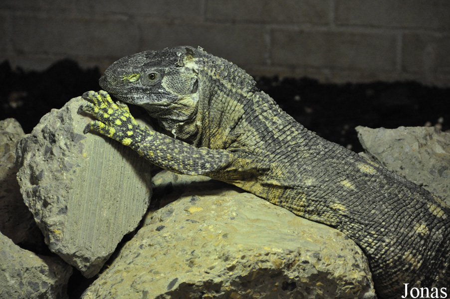 Varanus albigularis