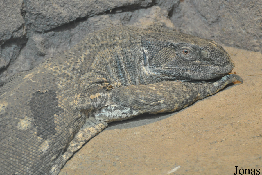 Varanus albigularis