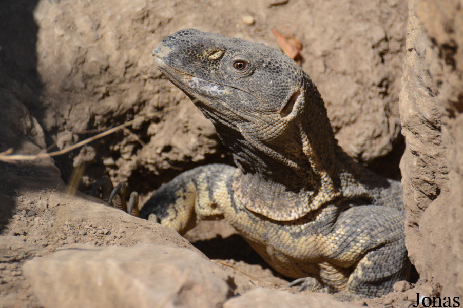 Varanus albigularis
