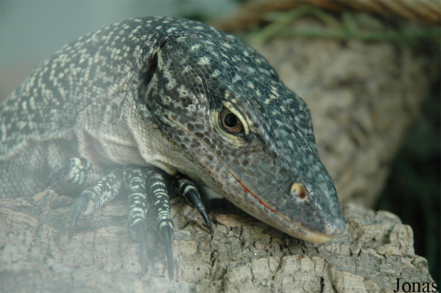 Varanus doreanus
