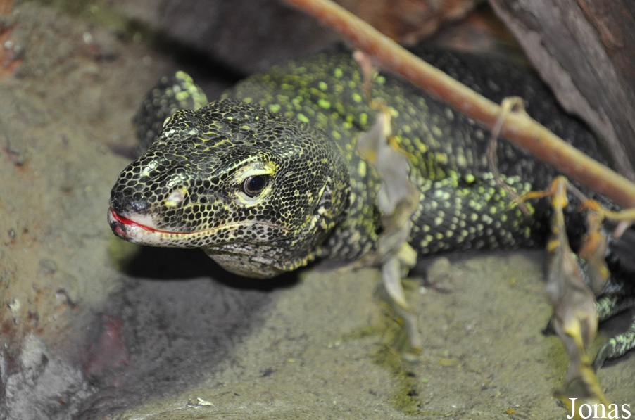 Varanus doreanus