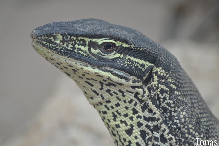 Varanus gouldii