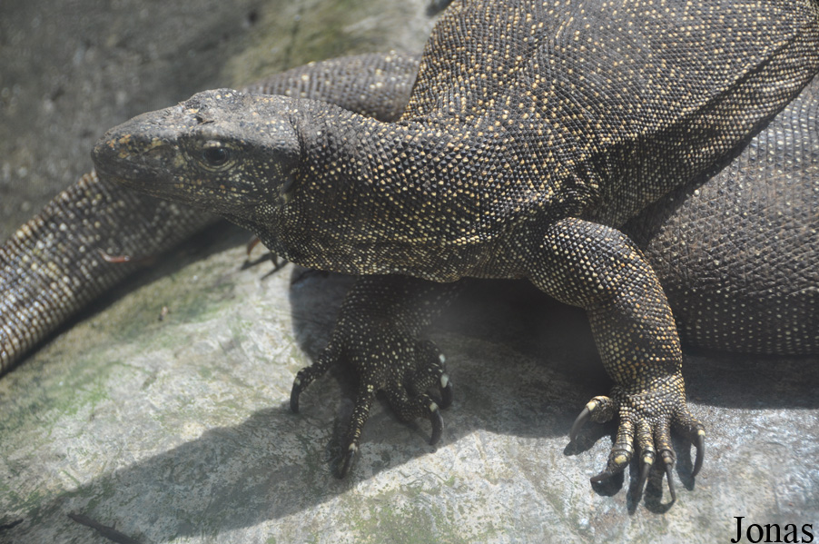 Varanus nebulosus