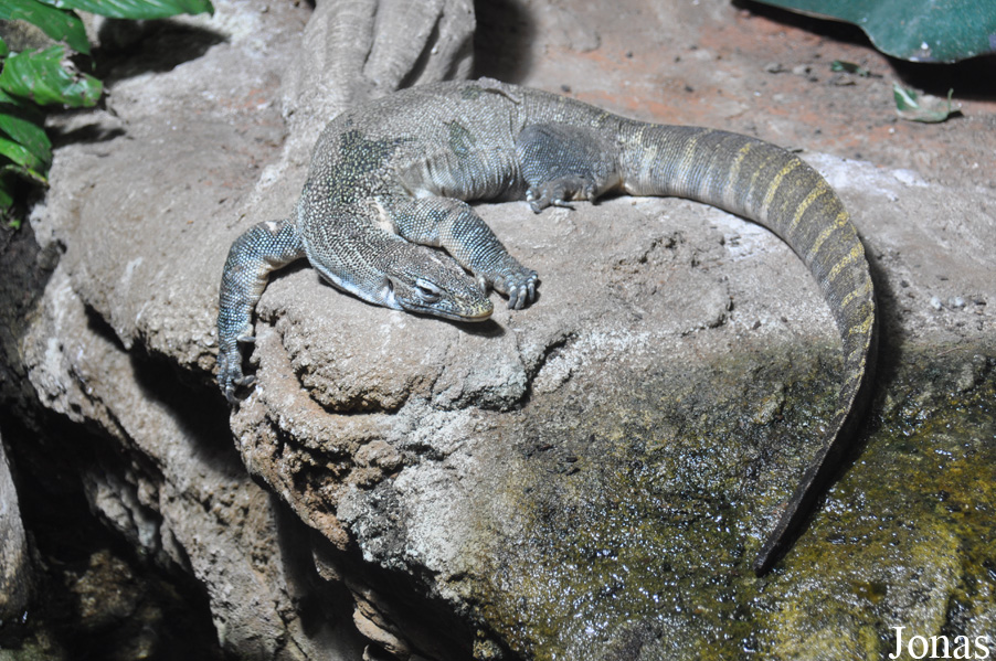 Varanus ornatus