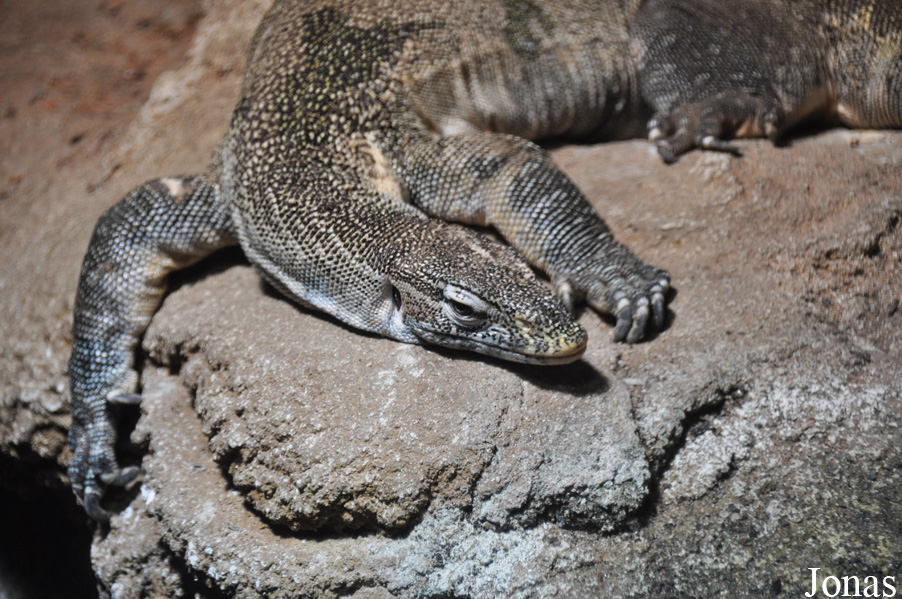 Varanus ornatus