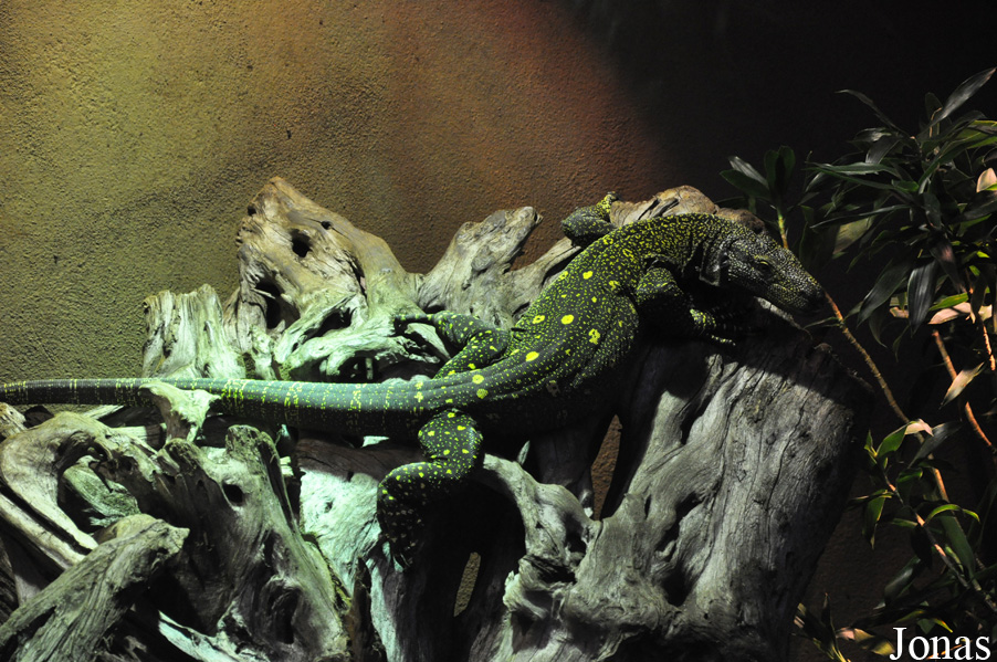 Varanus salvadorii
