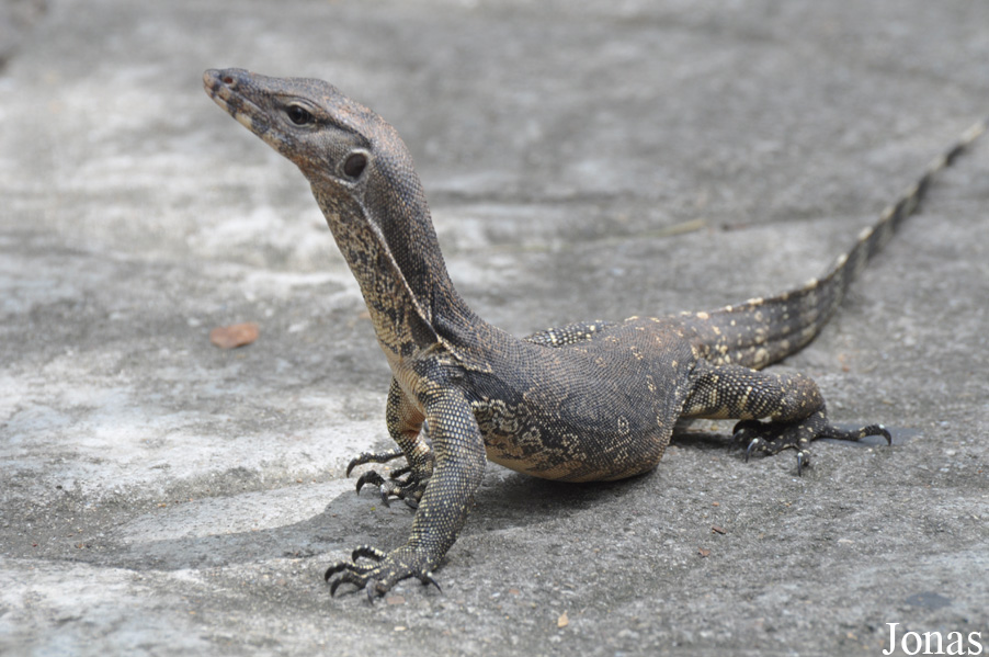 Varanus salvator / Bangkok