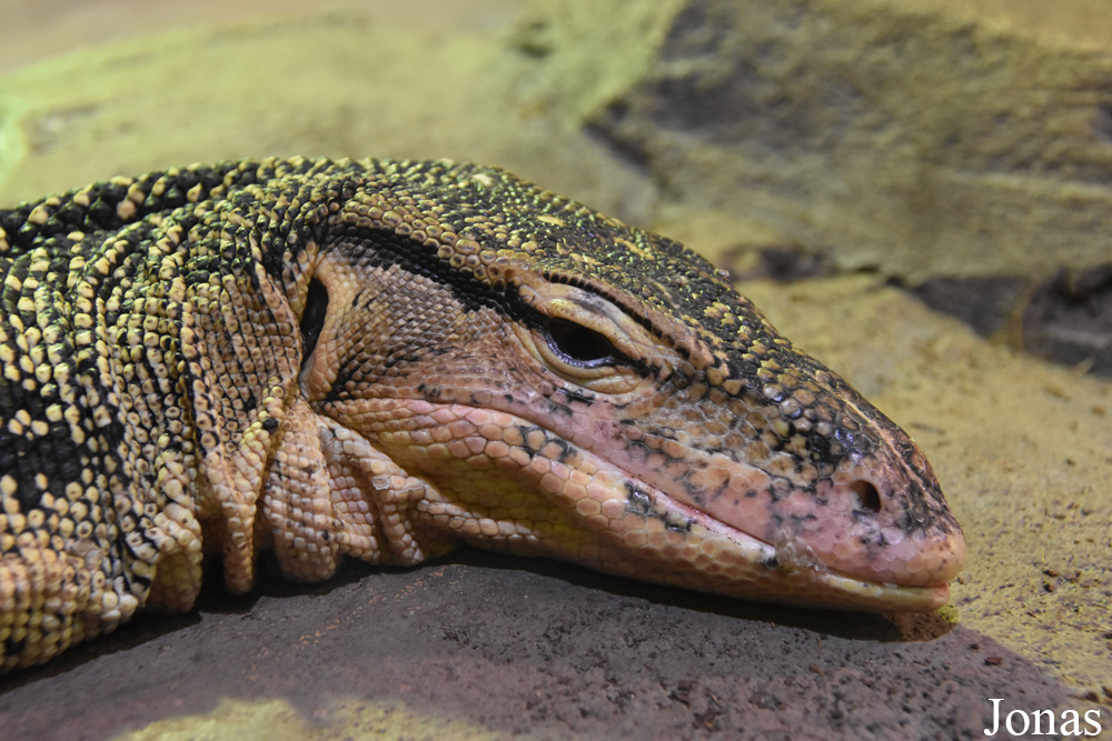 Varanus salvator