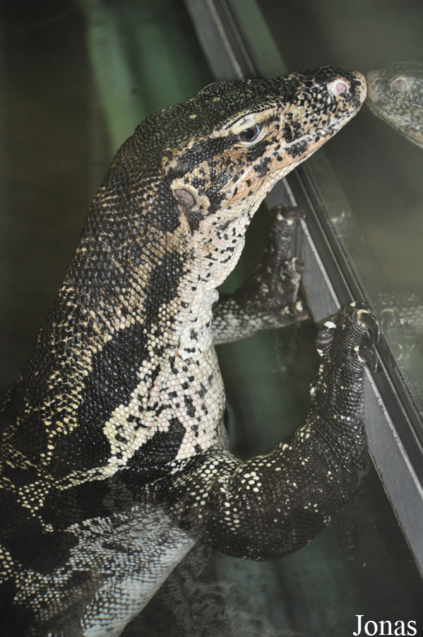 Varanus salvator