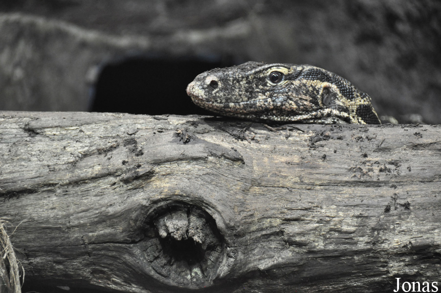 Varanus salvator