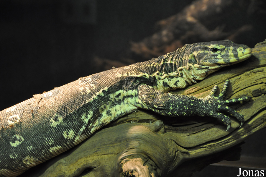 Varanus salvator