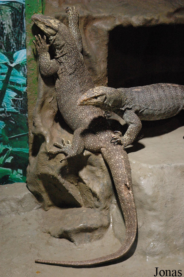Varanus salvator