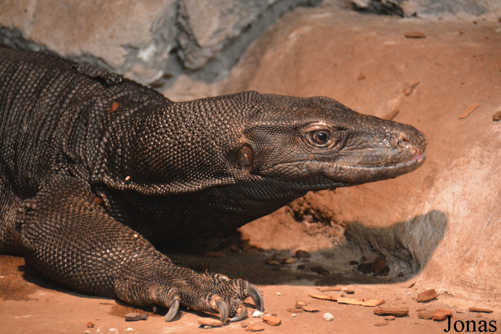 Varanus salvator komaini